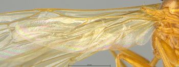 Media type: image;   Entomology 26160 Aspect: Wing hind